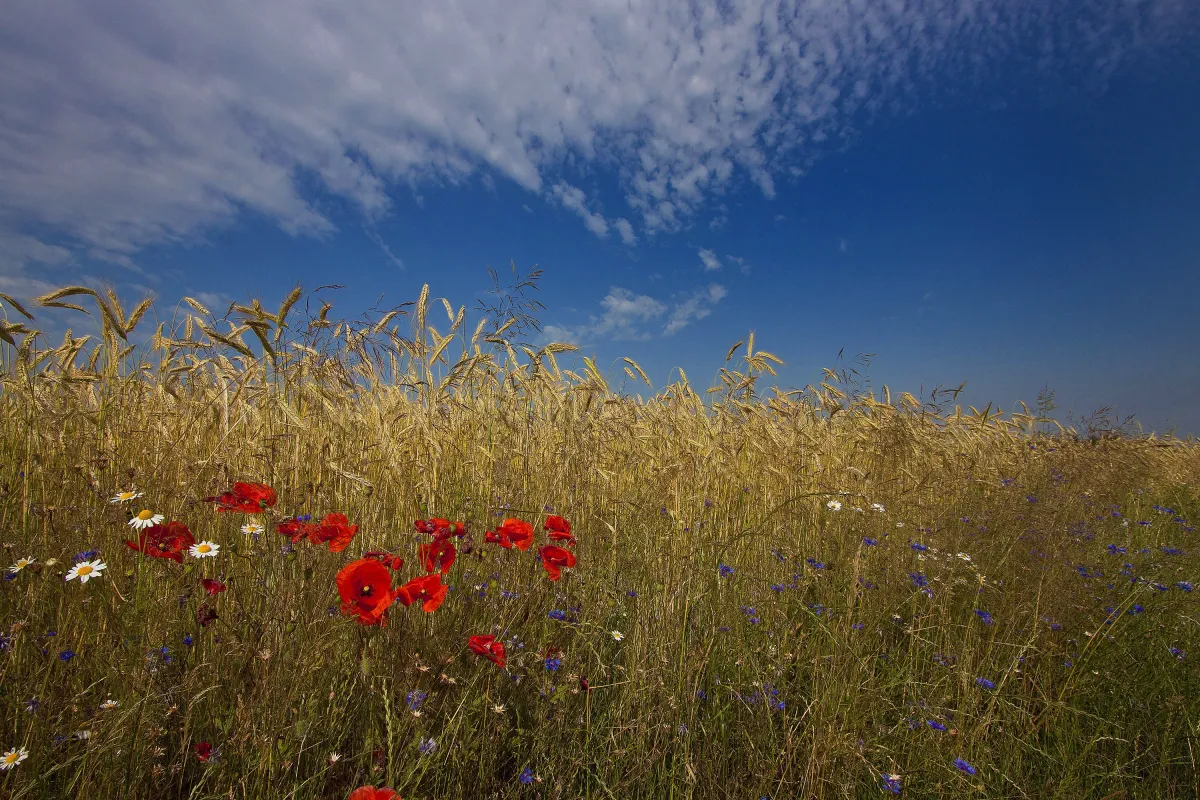 Blick endsommerliches Getreidefeld unter blauem Himmel mit einigen Kamille- und Mohnblüten im Vordergrund